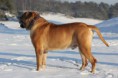 /album/brutus/duinen-299-jpg/